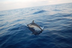 Diving07